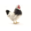 Chicken, French Hen, Black & White