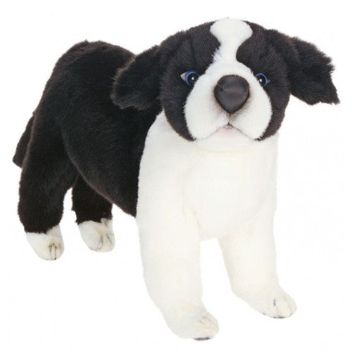 Dog, Border Collie Puppy