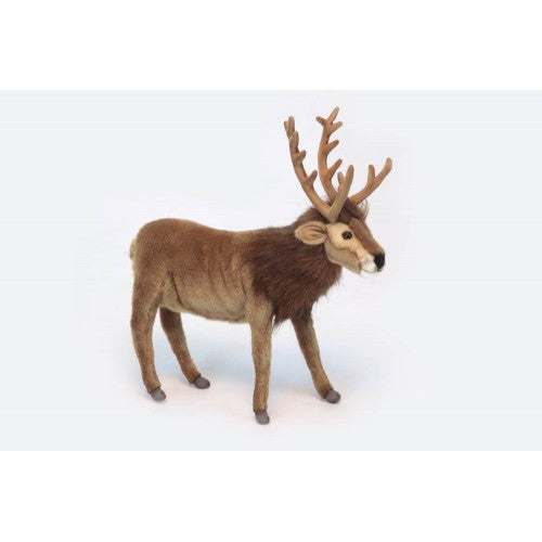 Deer, Brown Reindeer, (Caribou)