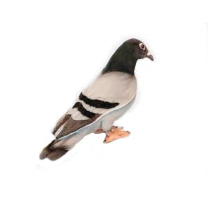 Pigeon 11" L