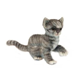 Grey and White Tiger Kitten