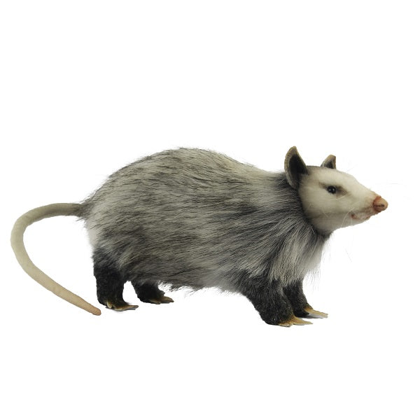 Opossum (Possum) 12" L
