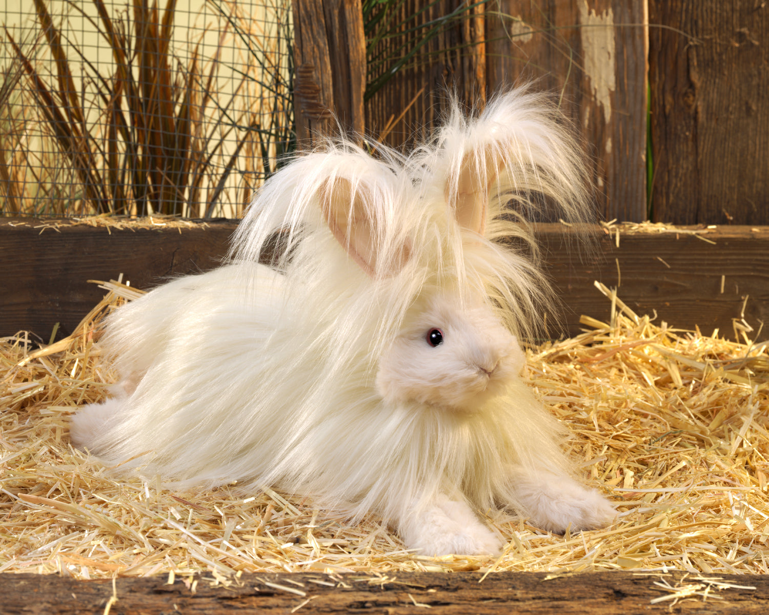 Baby Angora Rabbit